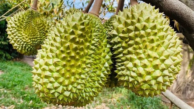 Xuất khẩu sầu riêng sụt giảm mạnh – bài học cho sản xuất chất lượng
