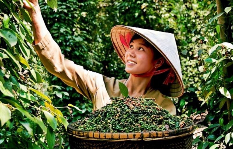 top 5 largest pepper export markets of vietnam in january picture 1