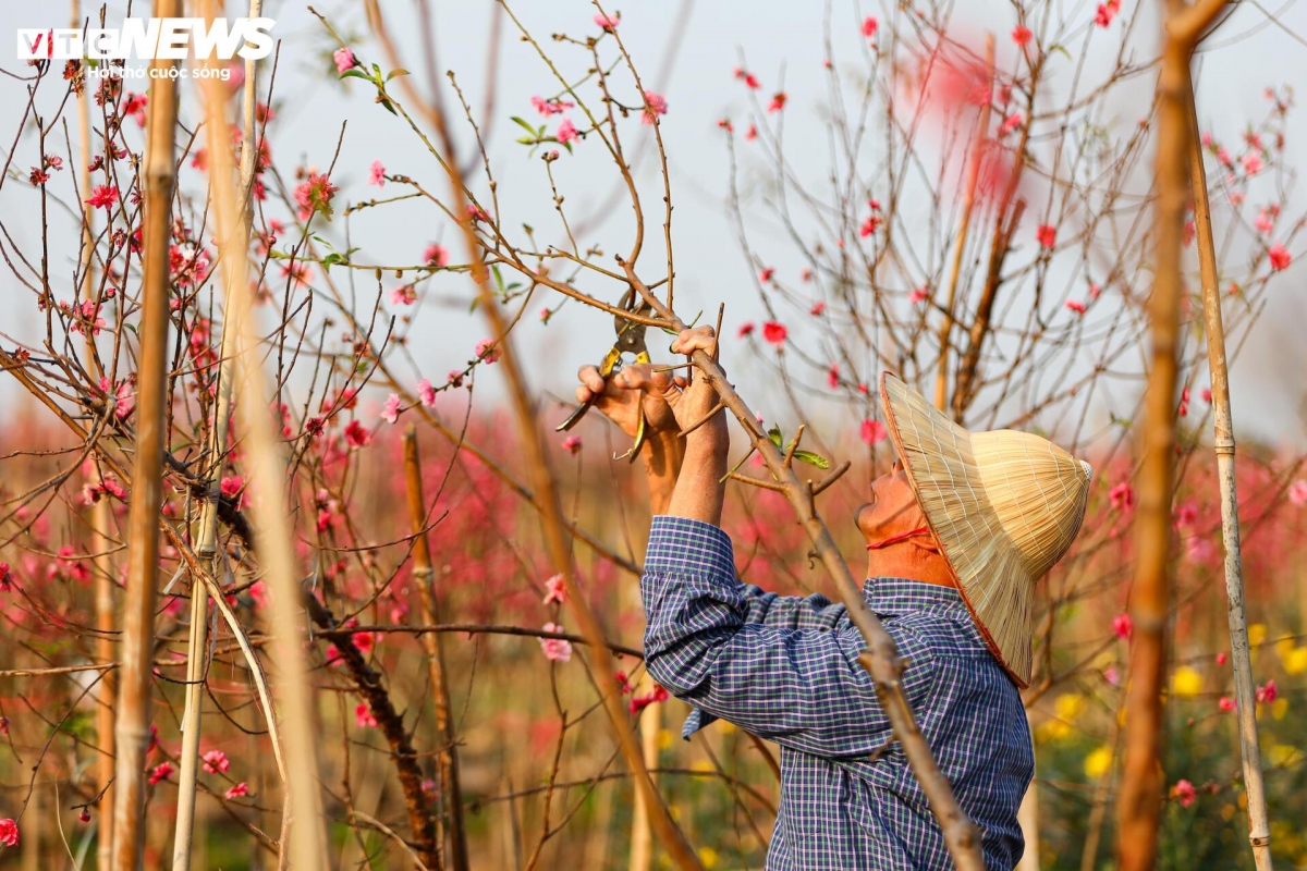 Dao nhat tan tu pho ve vuon, cho hoi sinh cho tet nam sau hinh anh 5