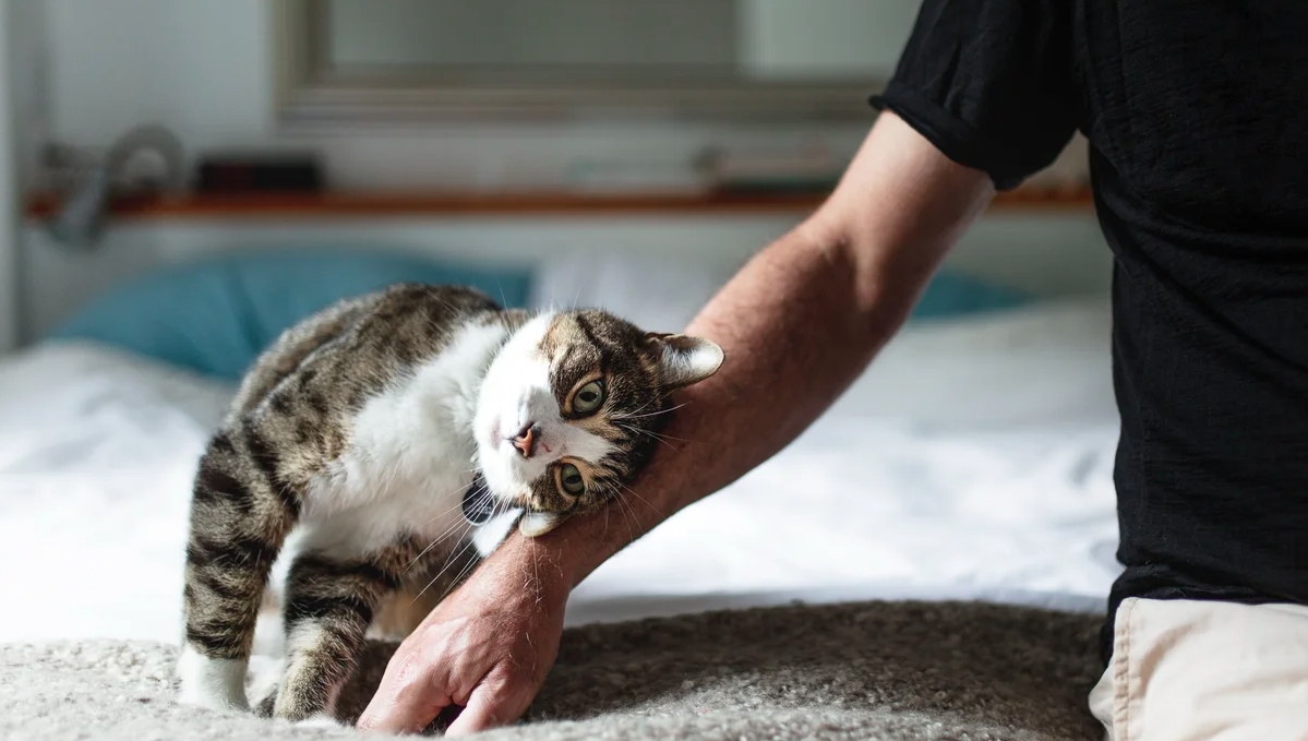 Bật mí cách giao tiếp với mèo cưng hiệu quả