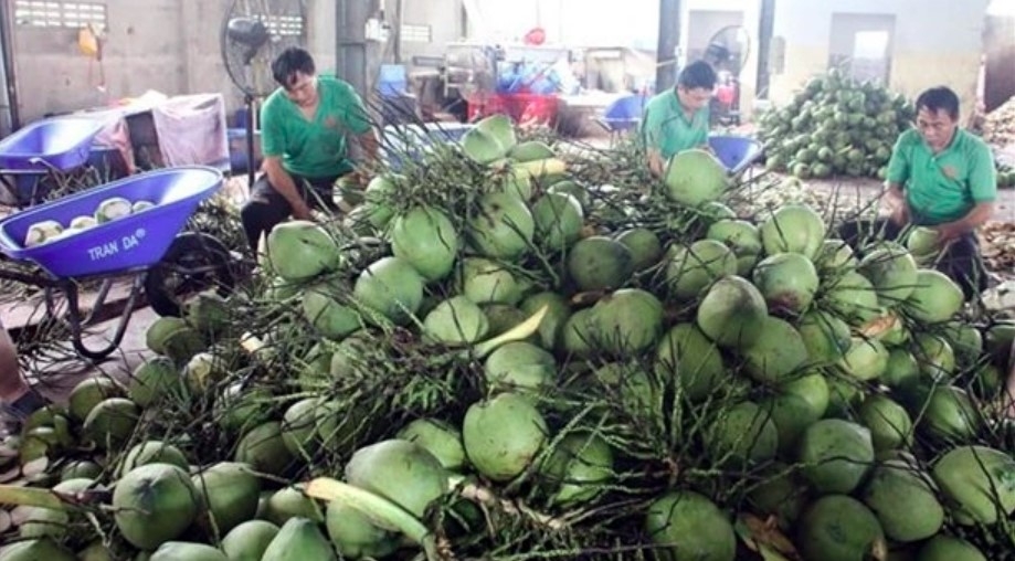 coconut exports hit 14-year record high picture 1