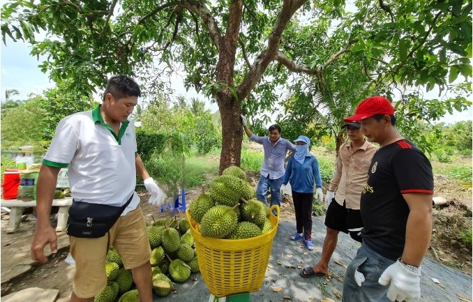 taiwan extends strict inspections on vietnamese durian imports picture 1