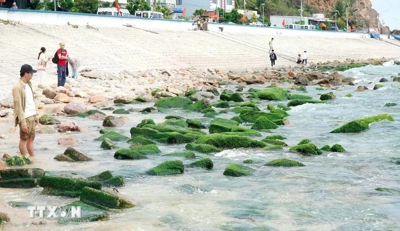 nhon hai s moss-covered rock beach a must-visit destination in binh dinh picture 1