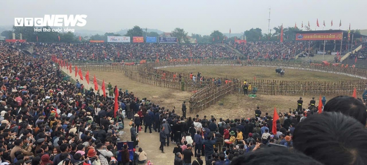 buffalo fighting festival excites crowds in vinh phuc picture 1