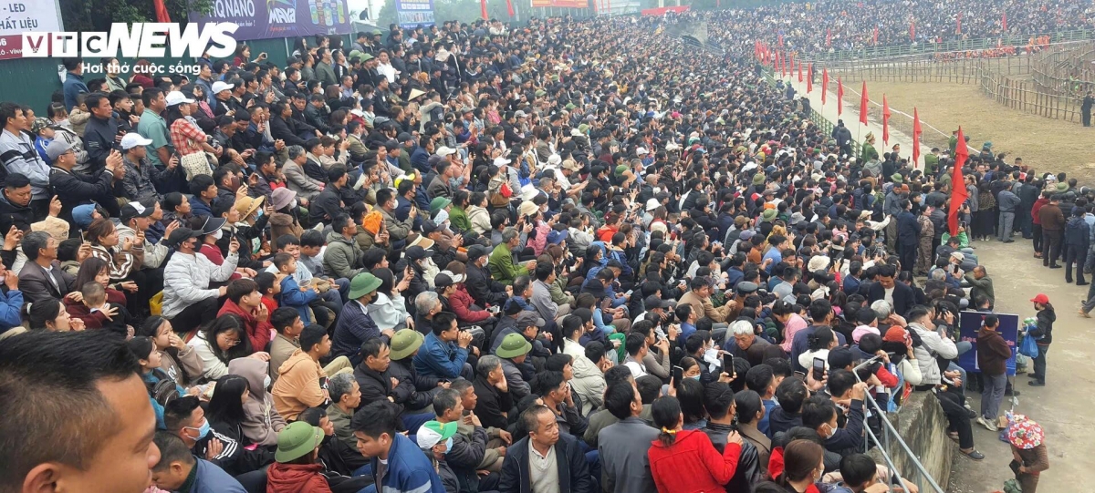 buffalo fighting festival excites crowds in vinh phuc picture 3