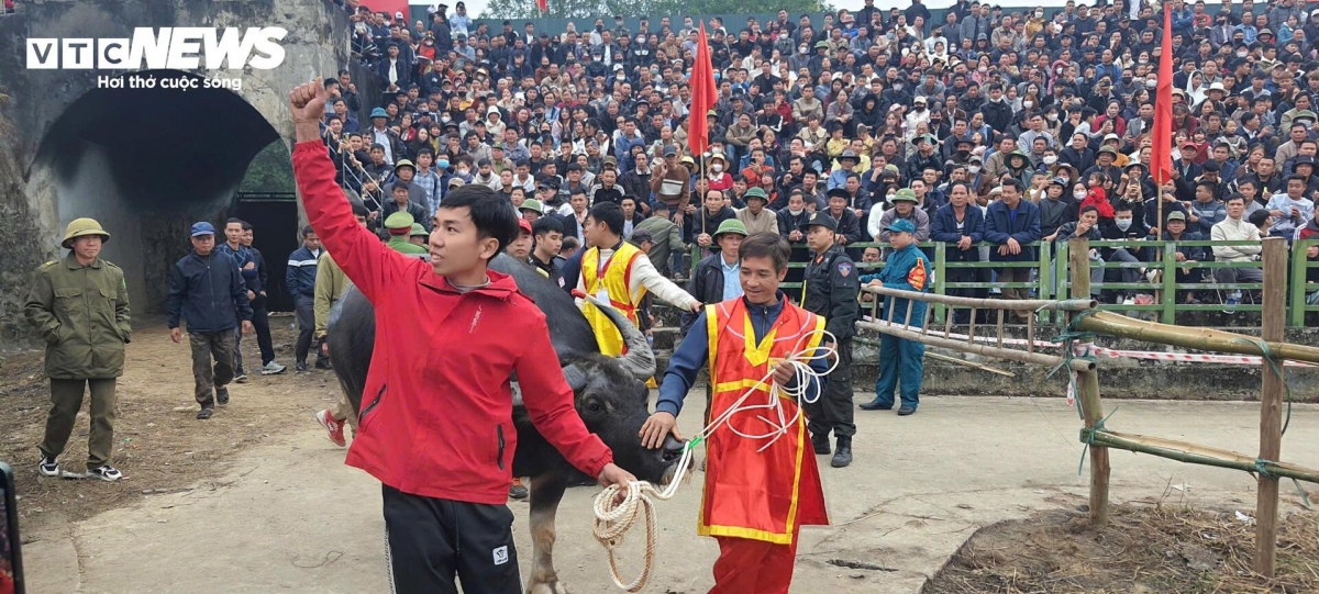 buffalo fighting festival excites crowds in vinh phuc picture 4