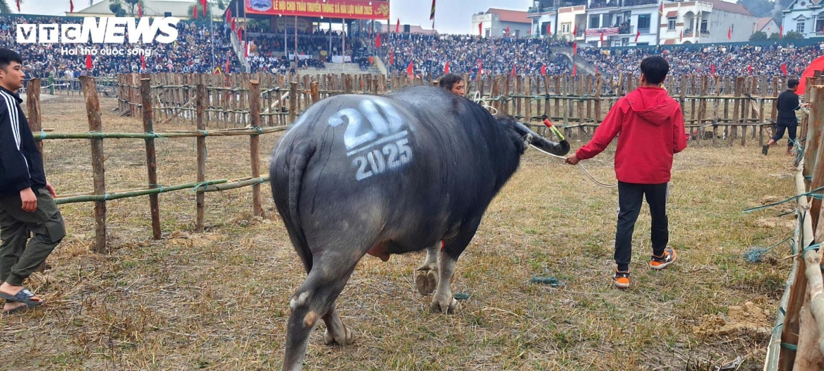 buffalo fighting festival excites crowds in vinh phuc picture 5