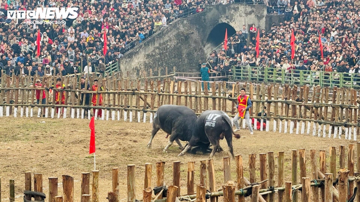 buffalo fighting festival excites crowds in vinh phuc picture 6