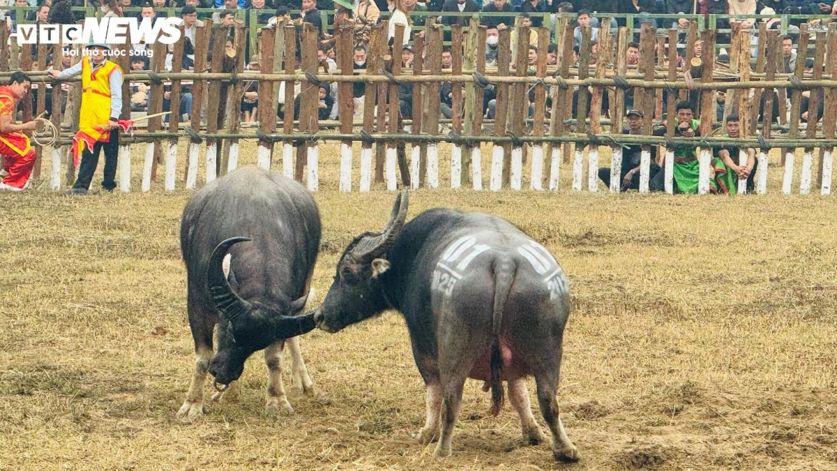 buffalo fighting festival excites crowds in vinh phuc picture 8