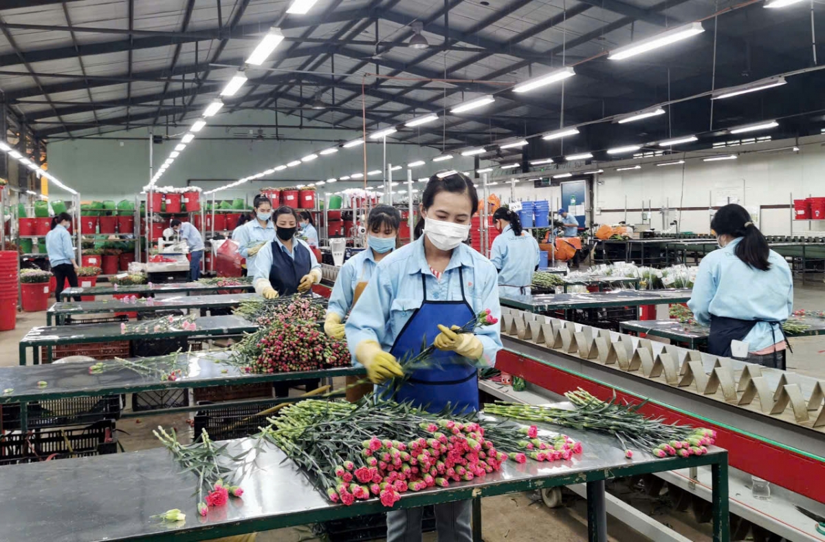 Lâm Đồng xây dựng thương hiệu để thúc đẩy sản xuất và xuất khẩu nông sản