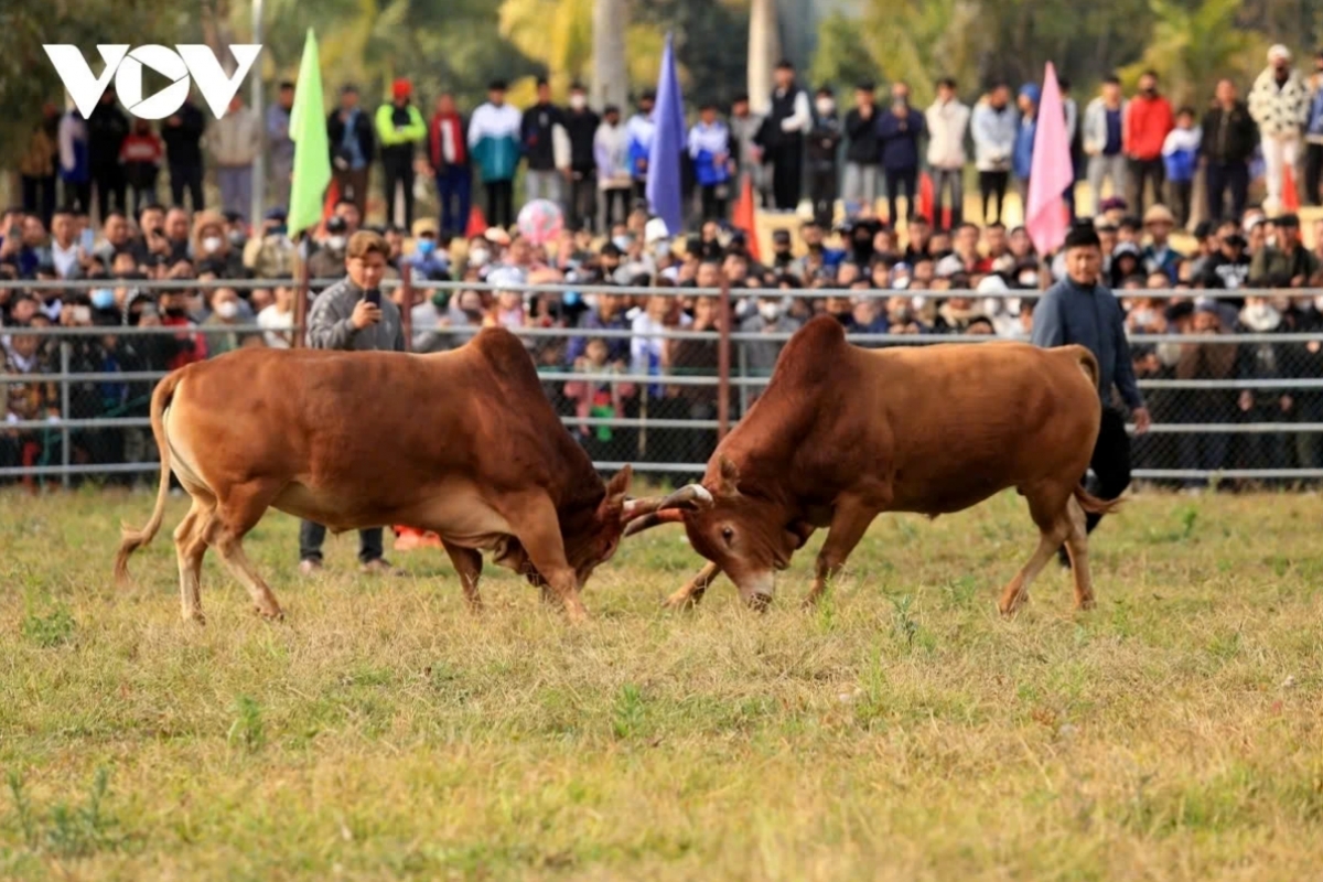 must-see spring festivals in vietnam during first lunar month picture 1