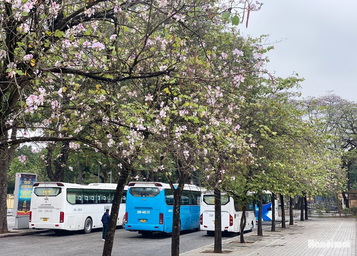 hoa ban blossoms add charm to hanoi streets picture 1