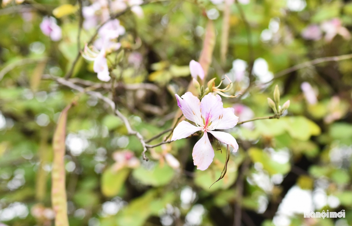 hoa ban blossoms add charm to hanoi streets picture 2