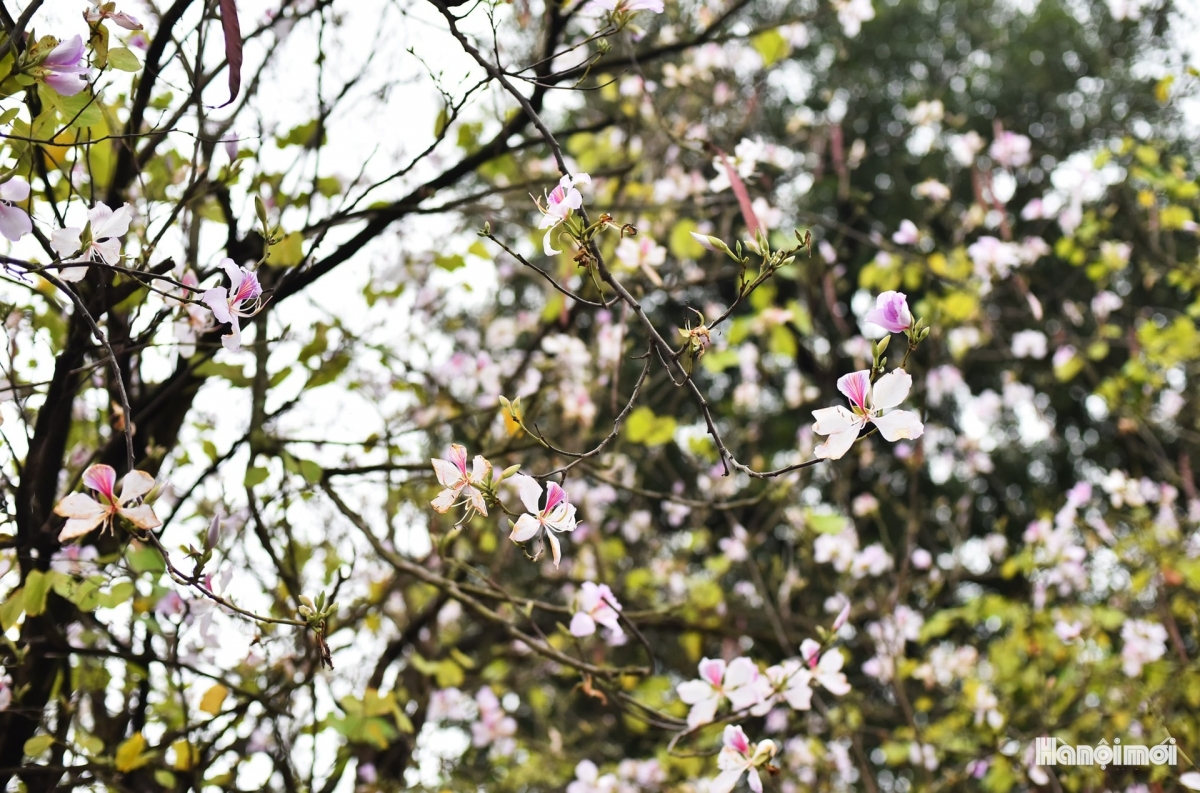 hoa ban blossoms add charm to hanoi streets picture 3