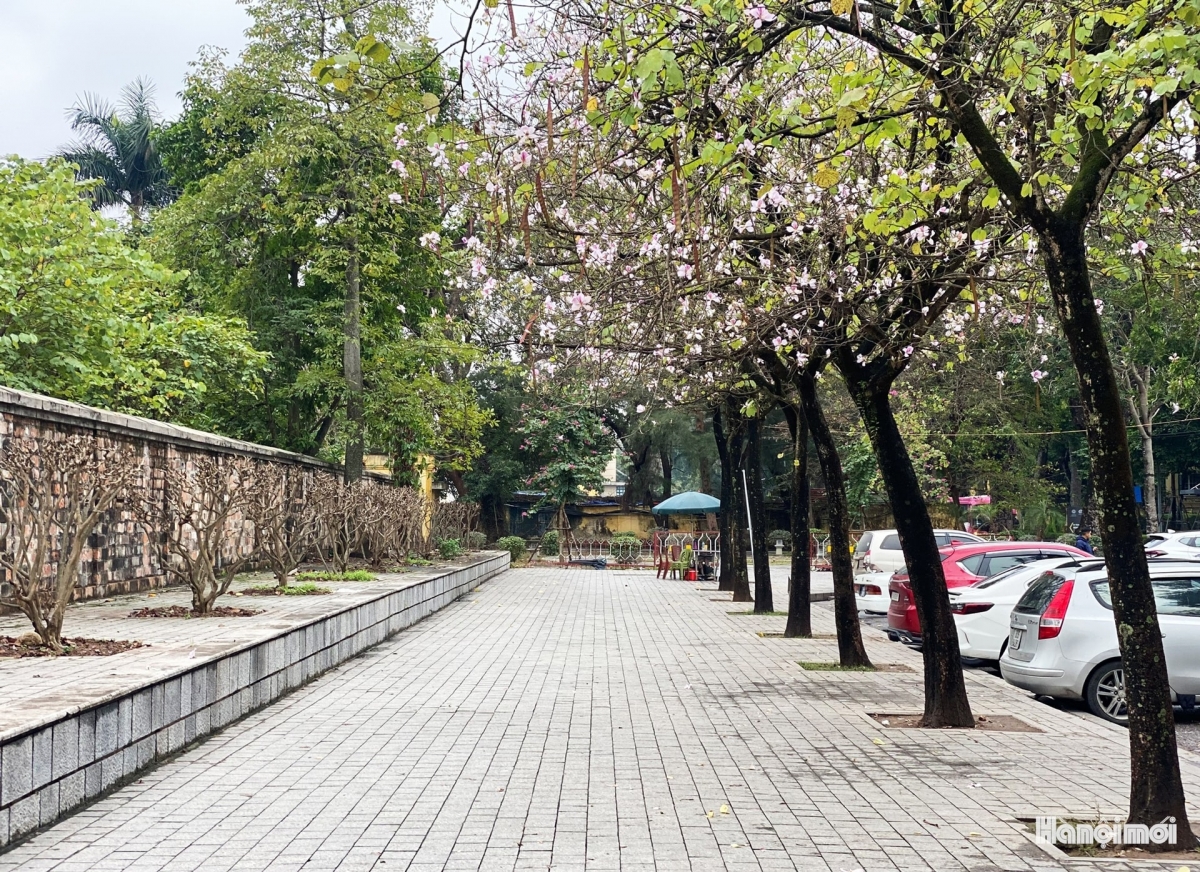 hoa ban blossoms add charm to hanoi streets picture 4