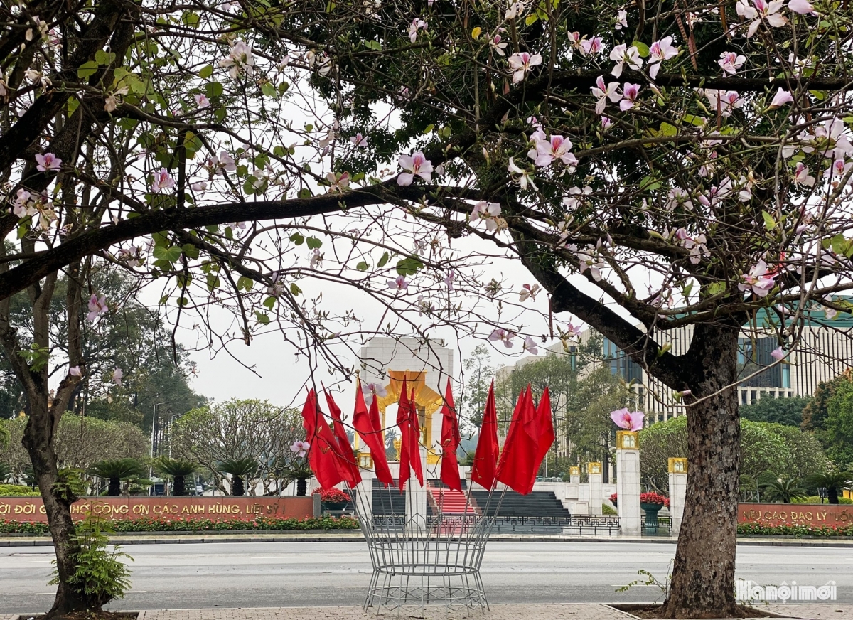 hoa ban blossoms add charm to hanoi streets picture 5