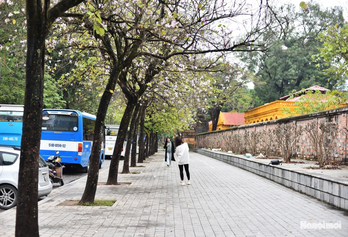 hoa ban blossoms add charm to hanoi streets picture 6