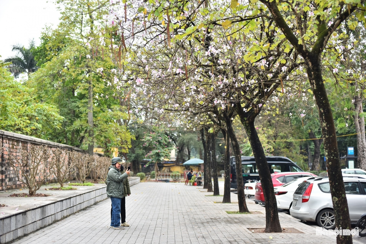 hoa ban blossoms add charm to hanoi streets picture 7