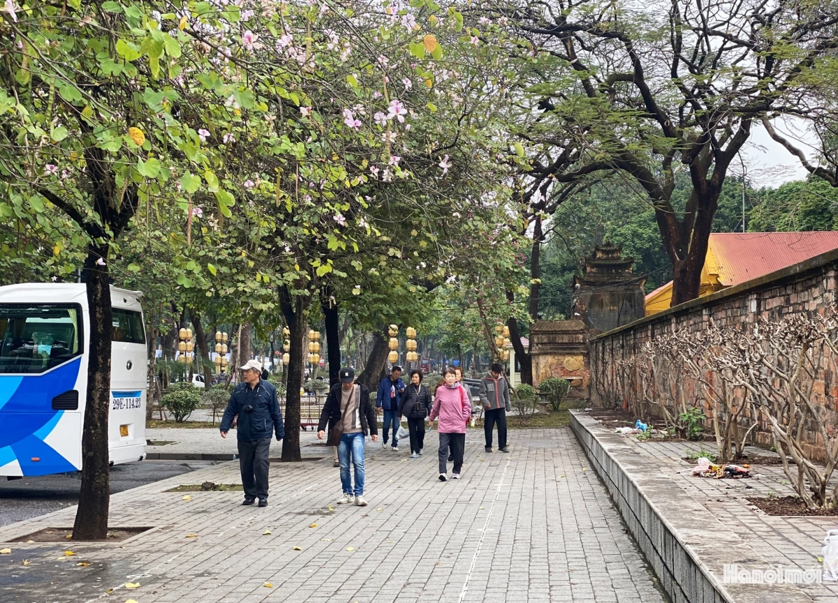 hoa ban blossoms add charm to hanoi streets picture 8