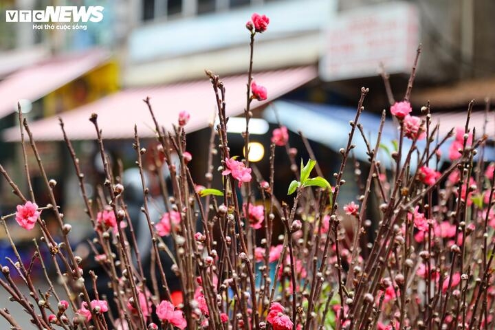 gia hang hoa sau tet ha nhiet , cau van cao ngat nguong hinh anh 6