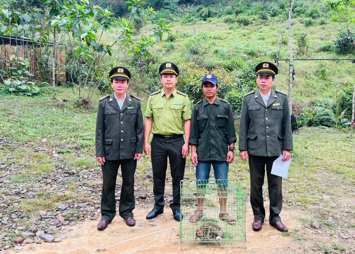 khỉ mặt đỏ quý hiếm được người dân huế giao nộp cho kiểm lâm hình ảnh 1 khi mat do quy hiem duoc nguoi dan hue giao nop cho kiem lam hinh anh 1