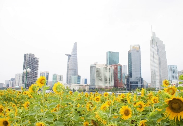 young people hunt for stunning photos at sunflower field by saigon river picture 1