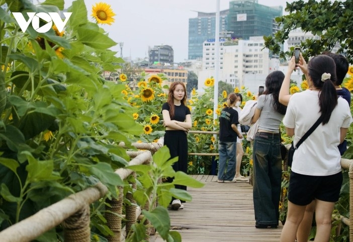 young people hunt for stunning photos at sunflower field by saigon river picture 2