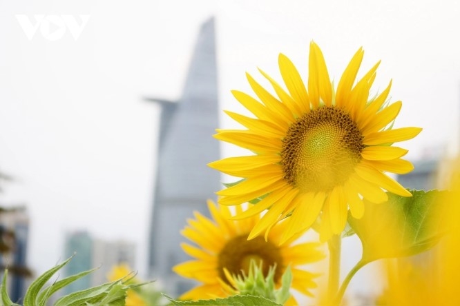 young people hunt for stunning photos at sunflower field by saigon river picture 3