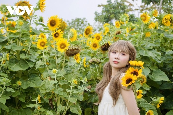 young people hunt for stunning photos at sunflower field by saigon river picture 8