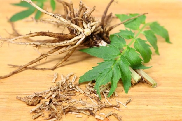 Loại rễ cây có nhiều ở Việt Nam, bổ dưỡng chẳng kém nhân sâm, tổ yến