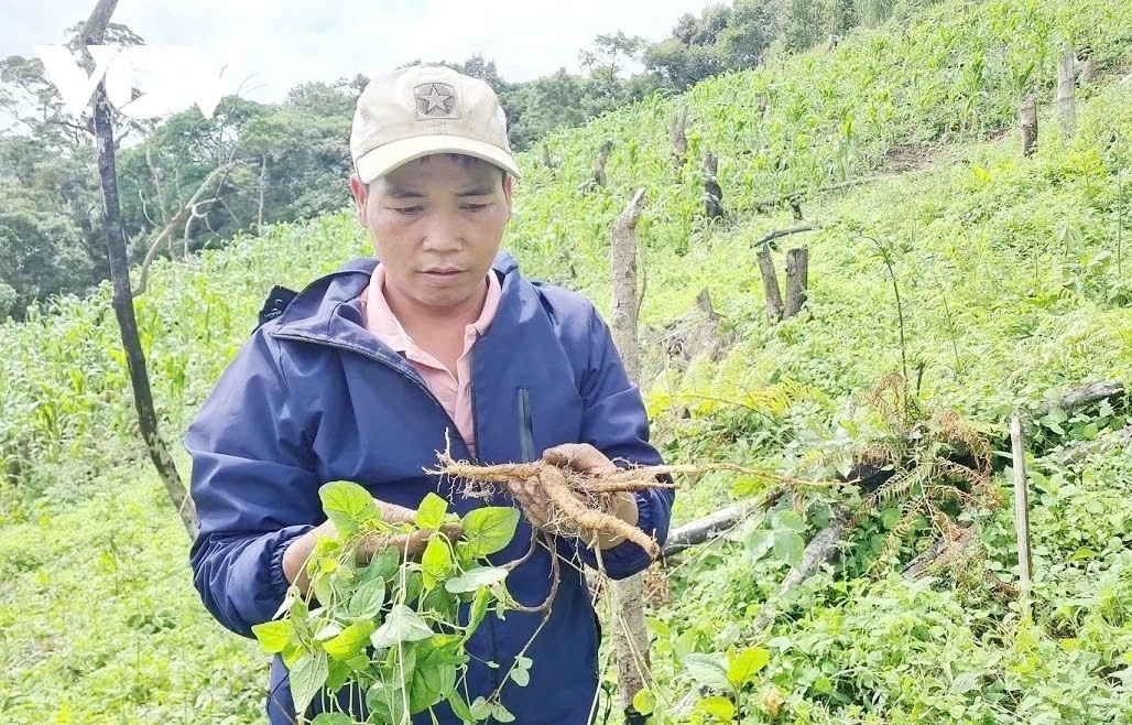 trong cay duoc lieu duoi tan rung, nhieu ho dan mien nui quang nam thoat ngheo hinh anh 4