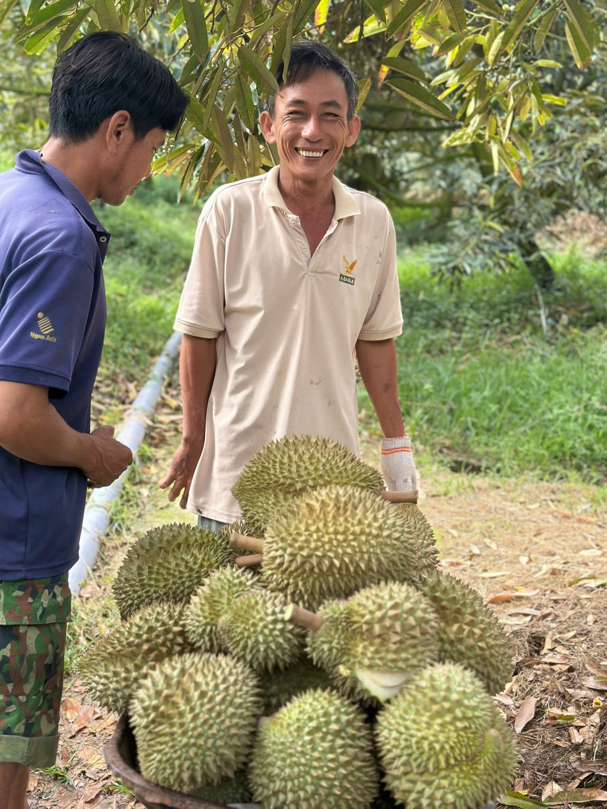 trai sau rieng tang gia tro lai, nha vuon o tien giang phan khoi hinh anh 2