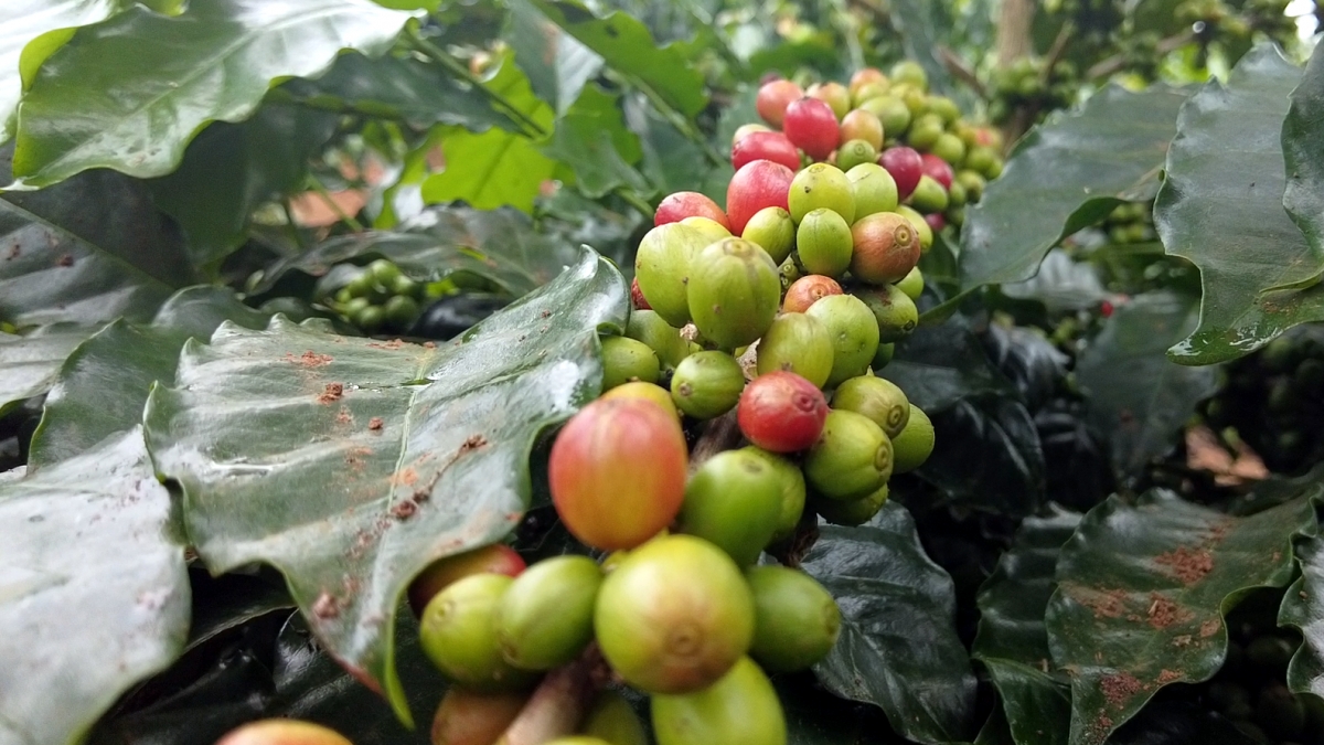 Một mặt hàng của Việt Nam được Trung Quốc mua với giá đắt đỏ