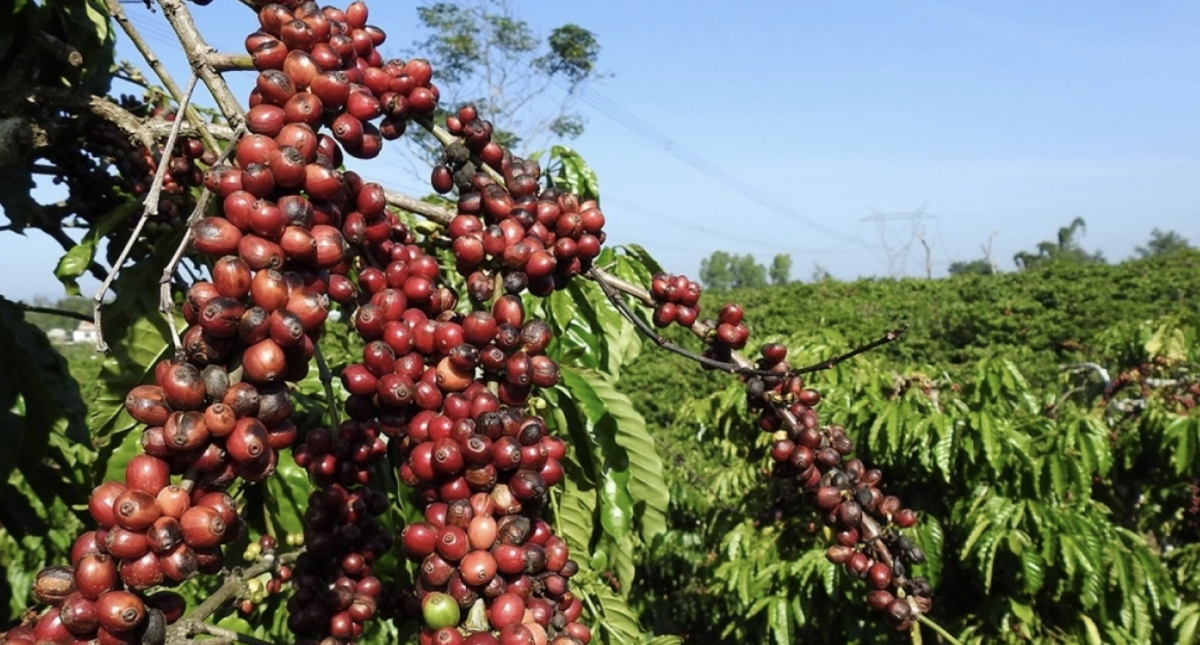 algeria s coffee import tariff reductions benefit vietnamese coffee businesses picture 1