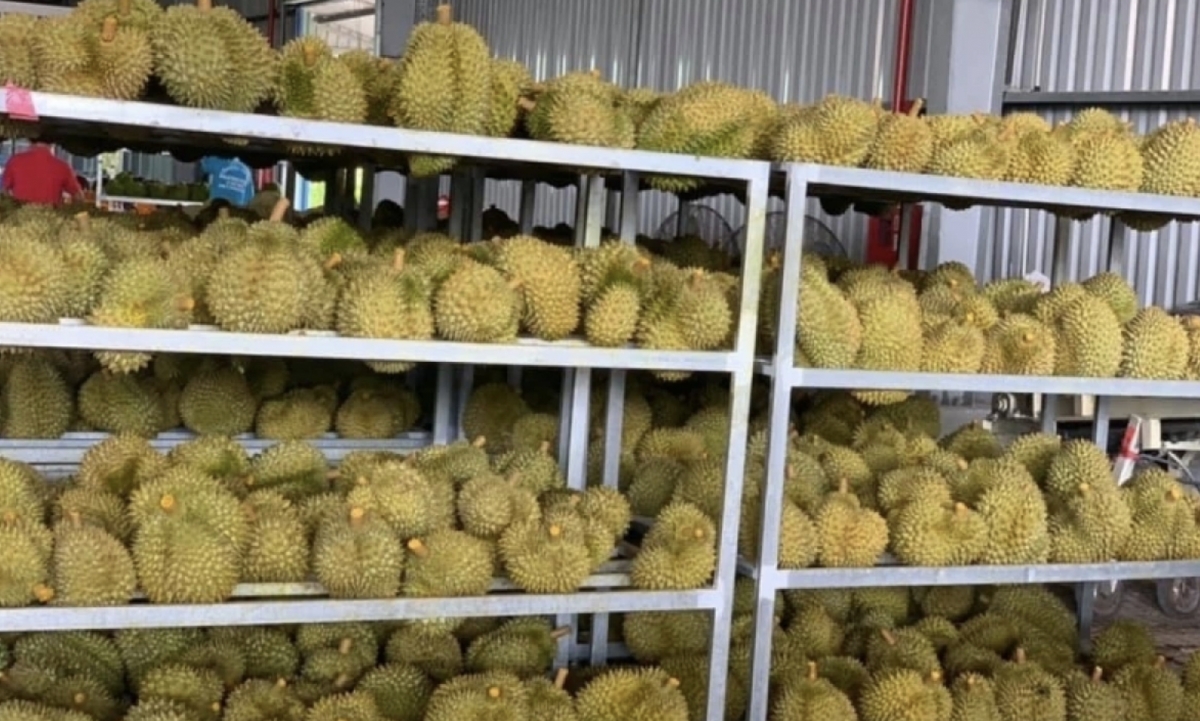 vietnam s first batch of frozen durian heads to china picture 1