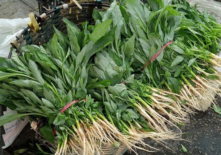 “Ác quỷ nhà nông” mọc hoang bỗng hóa mỏ tiền