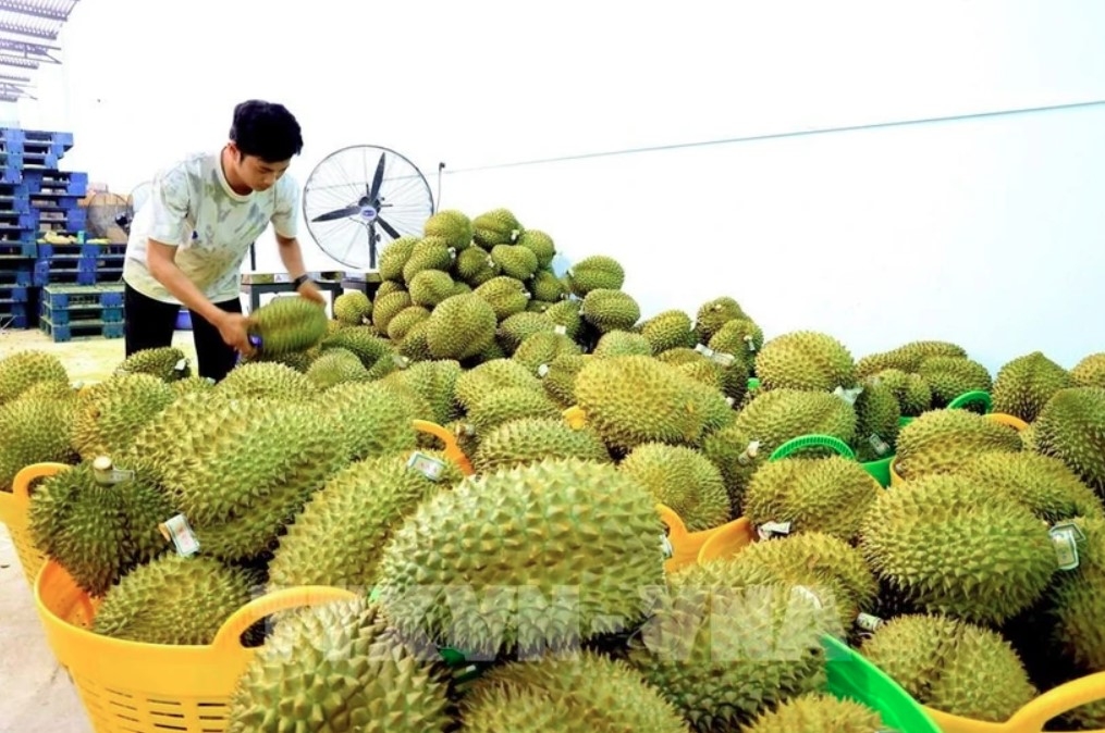 agro-forestry-fisheries exports rise 8.3 over two months picture 1