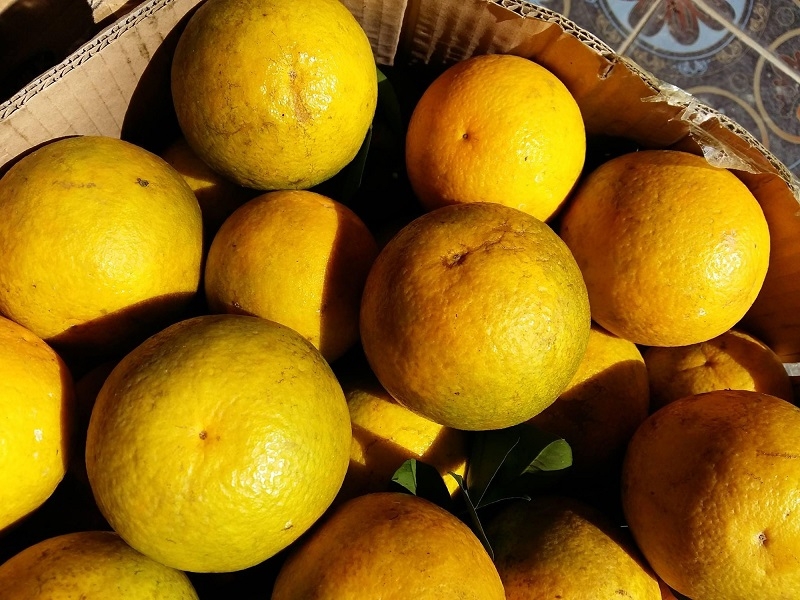 Cam Cao Phong được mùa dễ tiêu thụ