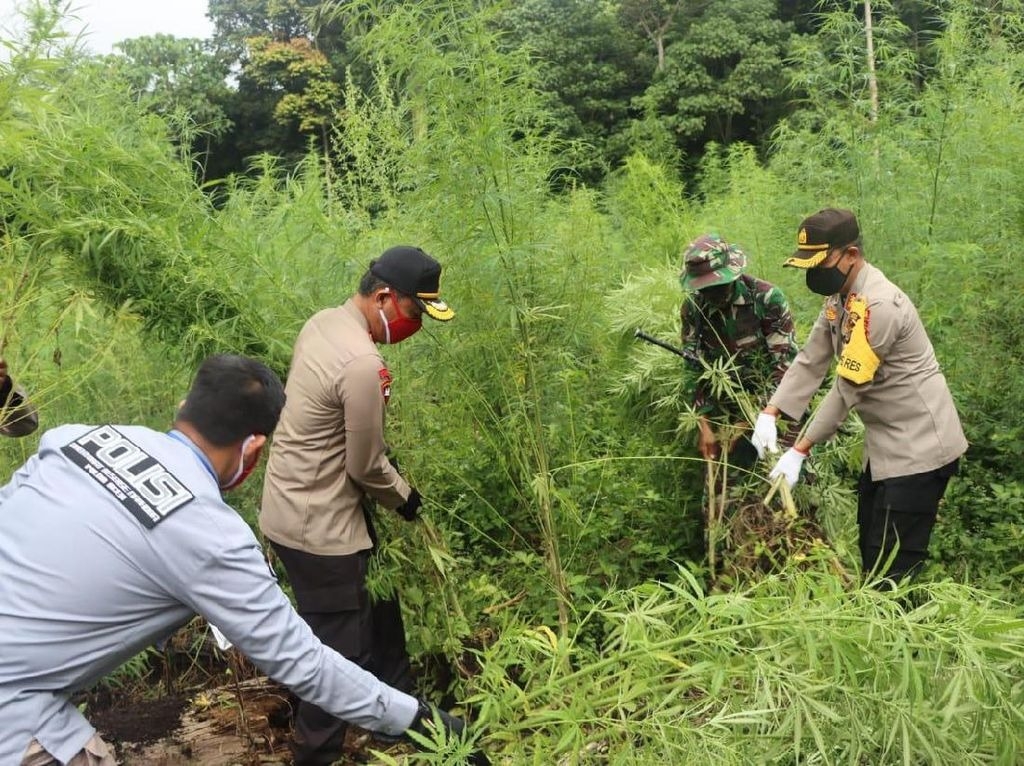 Indonesia: Phát hiện cánh đồng cần sa trong công viên quốc gia