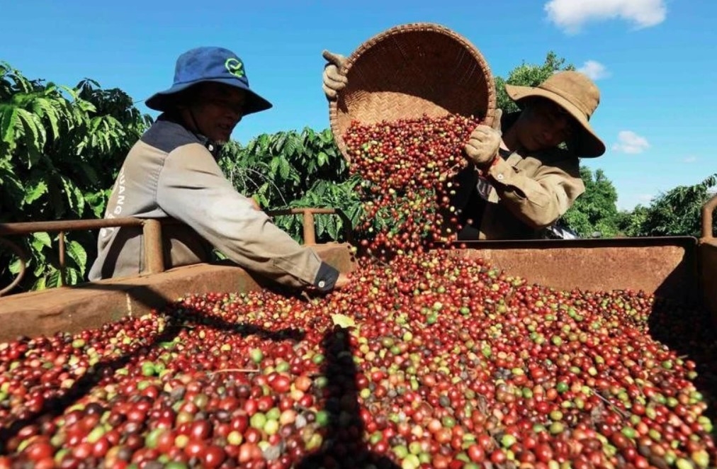 vietnam s coffee exports aim for us 6 billion milestone picture 1