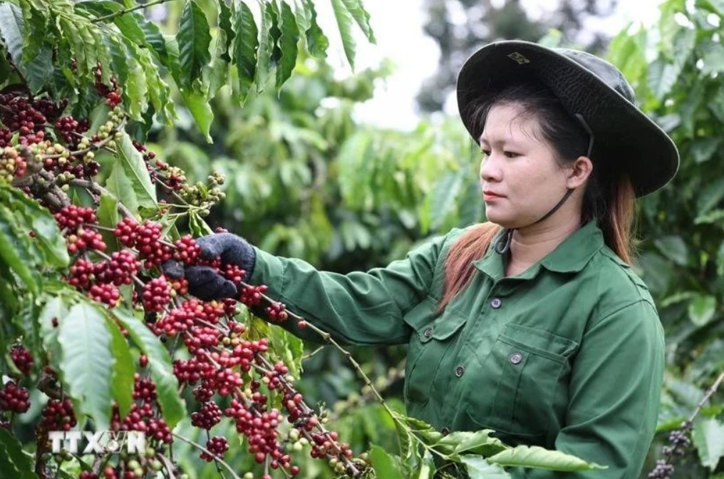 vietnam s coffee exports reach us 1.72 billion in first two months picture 1