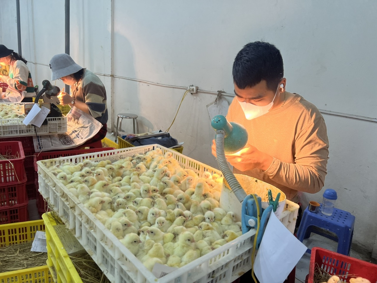 Nghề "soi" giới tính gà giúp nông dân mua ô tô, xây nhà lầu