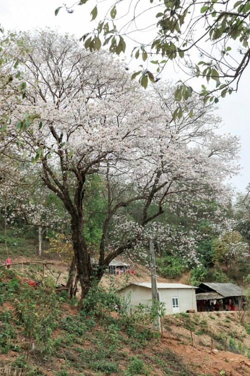 stunning images of ban flowers in full bloom in dien bien picture 11