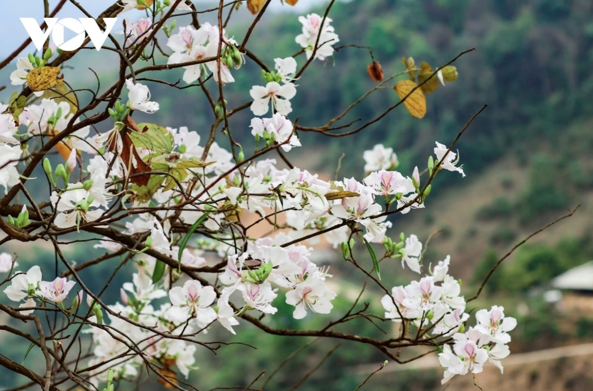 stunning images of ban flowers in full bloom in dien bien picture 3