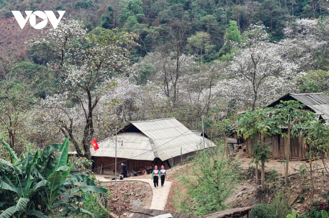 stunning images of ban flowers in full bloom in dien bien picture 4