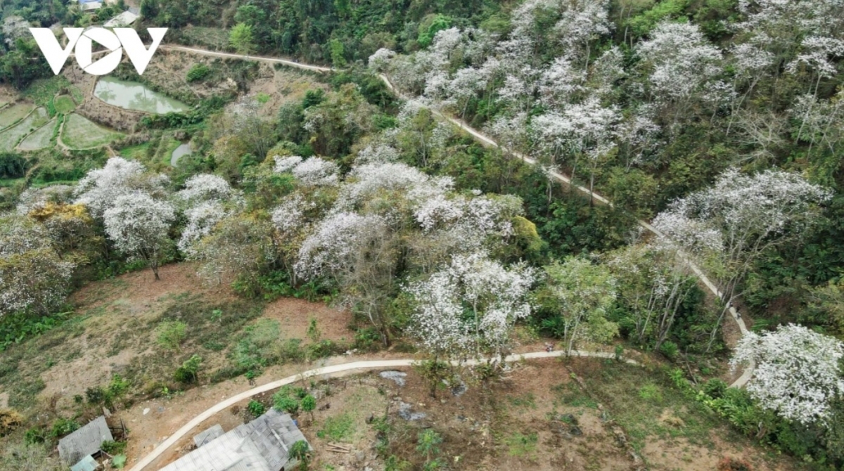 stunning images of ban flowers in full bloom in dien bien picture 5