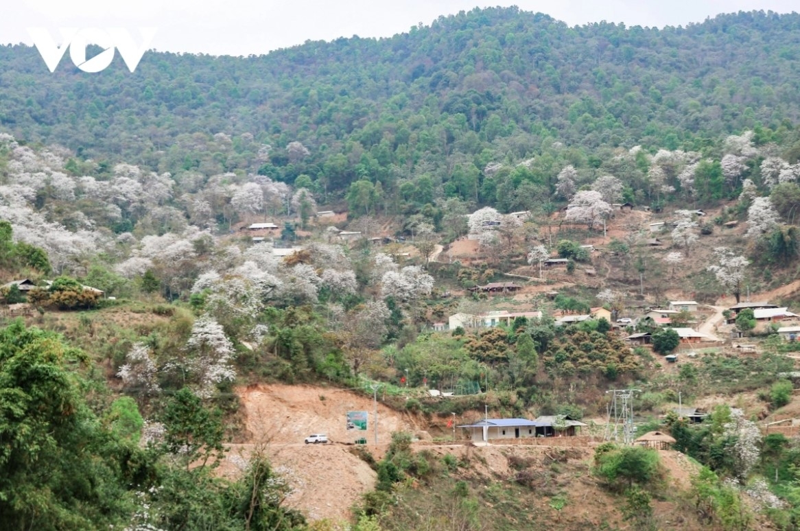 stunning images of ban flowers in full bloom in dien bien picture 6