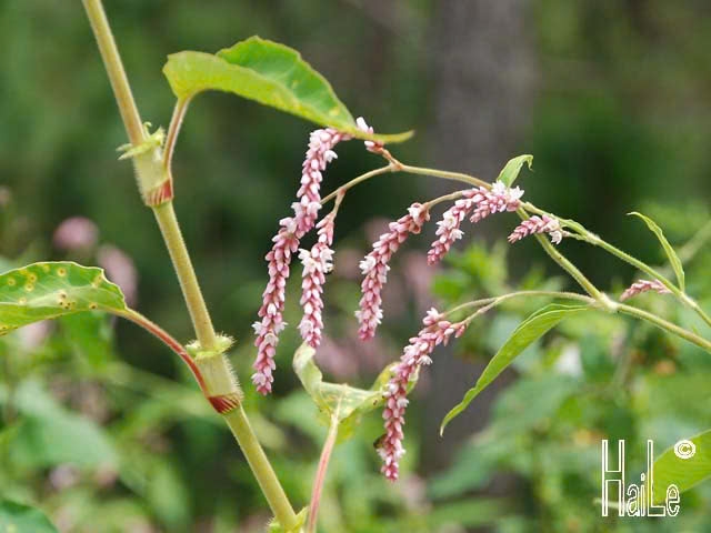 Cỏ dại biến thành men rượu, giá cao vẫn “cháy hàng”