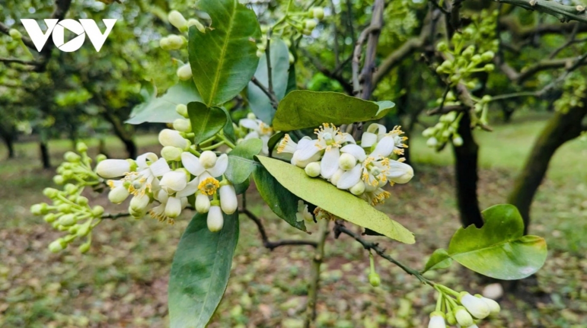 hanoi streets in march filled with scent of grapefruit flowers picture 3