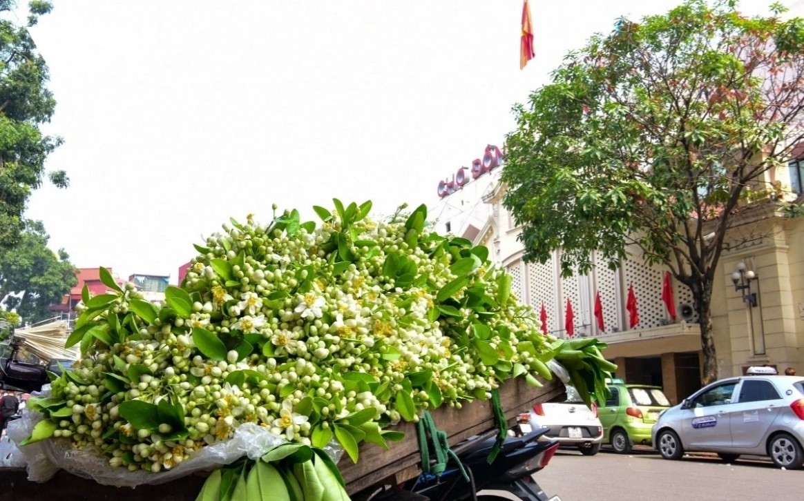 hanoi streets in march filled with scent of grapefruit flowers picture 7